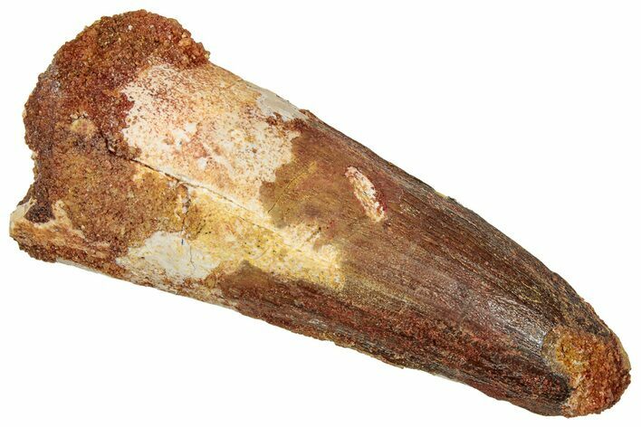 Fossil Spinosaurus Tooth - Real Dinosaur Tooth #329657
